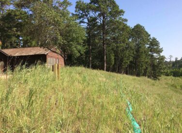 Cabin and treeline meet a field in Bastrop State Park